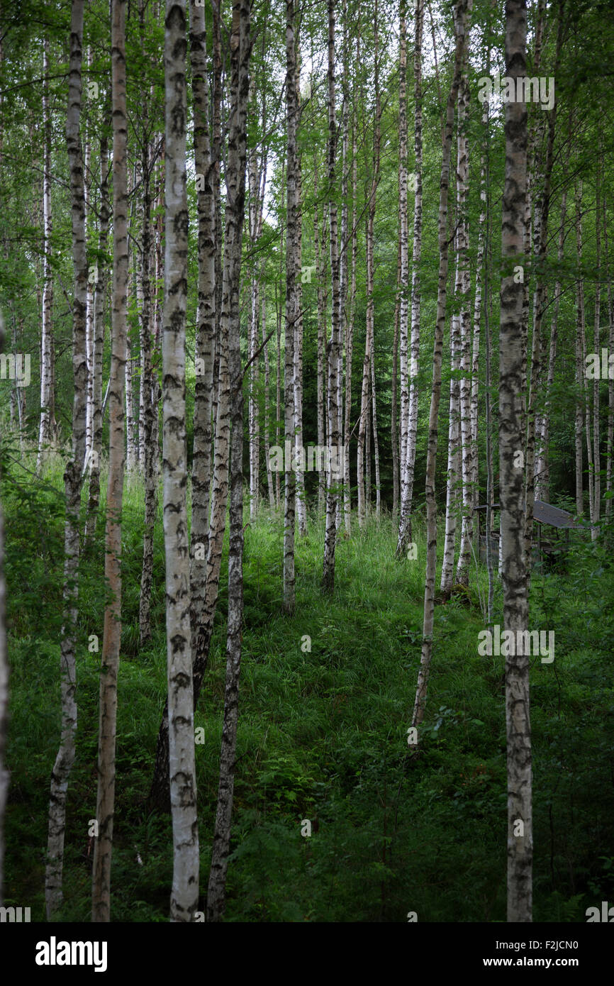 Tronchi di alberi di betulla, Glaskogens riserva naturale, Värmland, Svezia Foto Stock