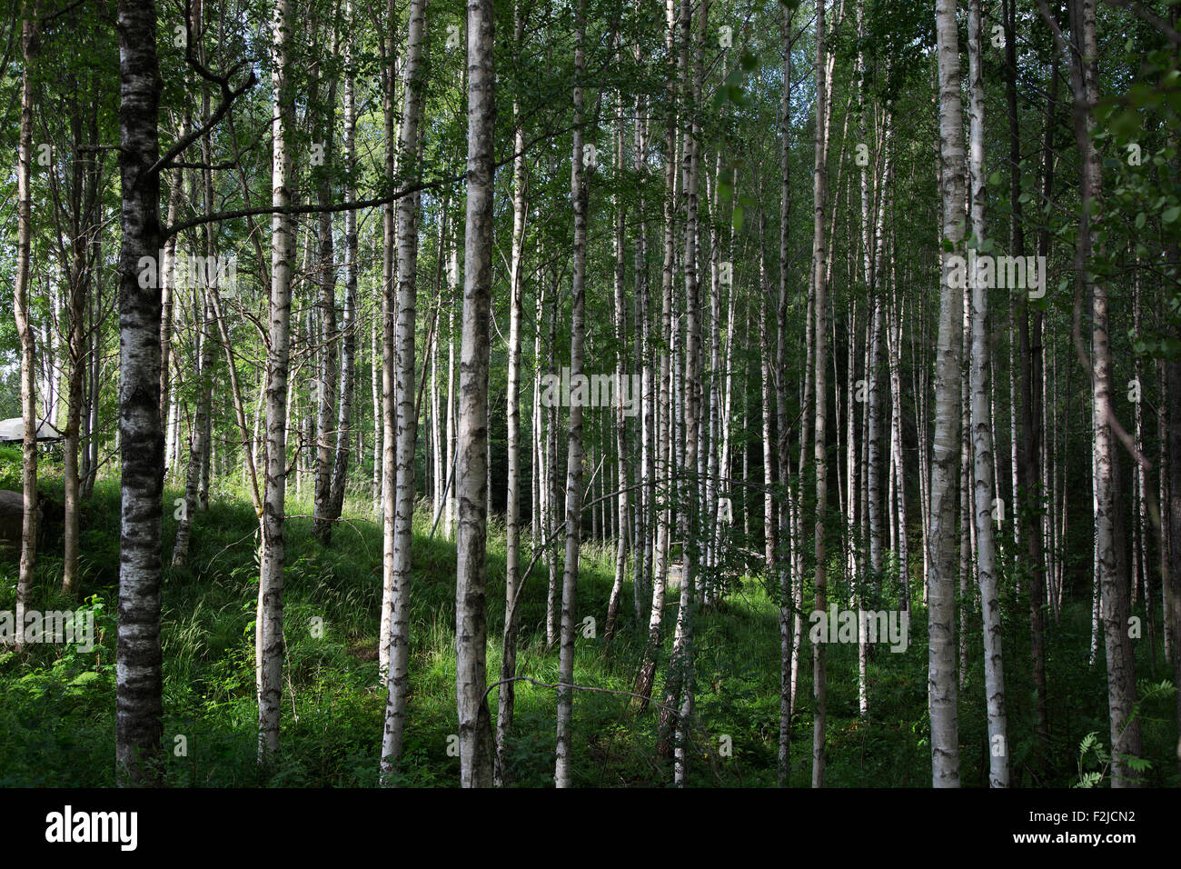 Tronchi di alberi di betulla, Glaskogen riserva naturale, Värmland, Svezia Foto Stock
