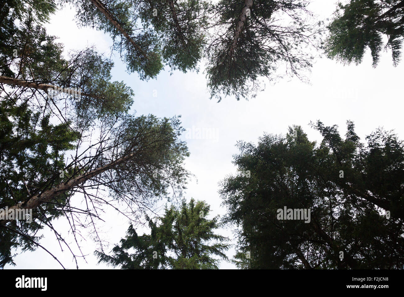 In alto di alberi di pino colpo da sotto Foto Stock