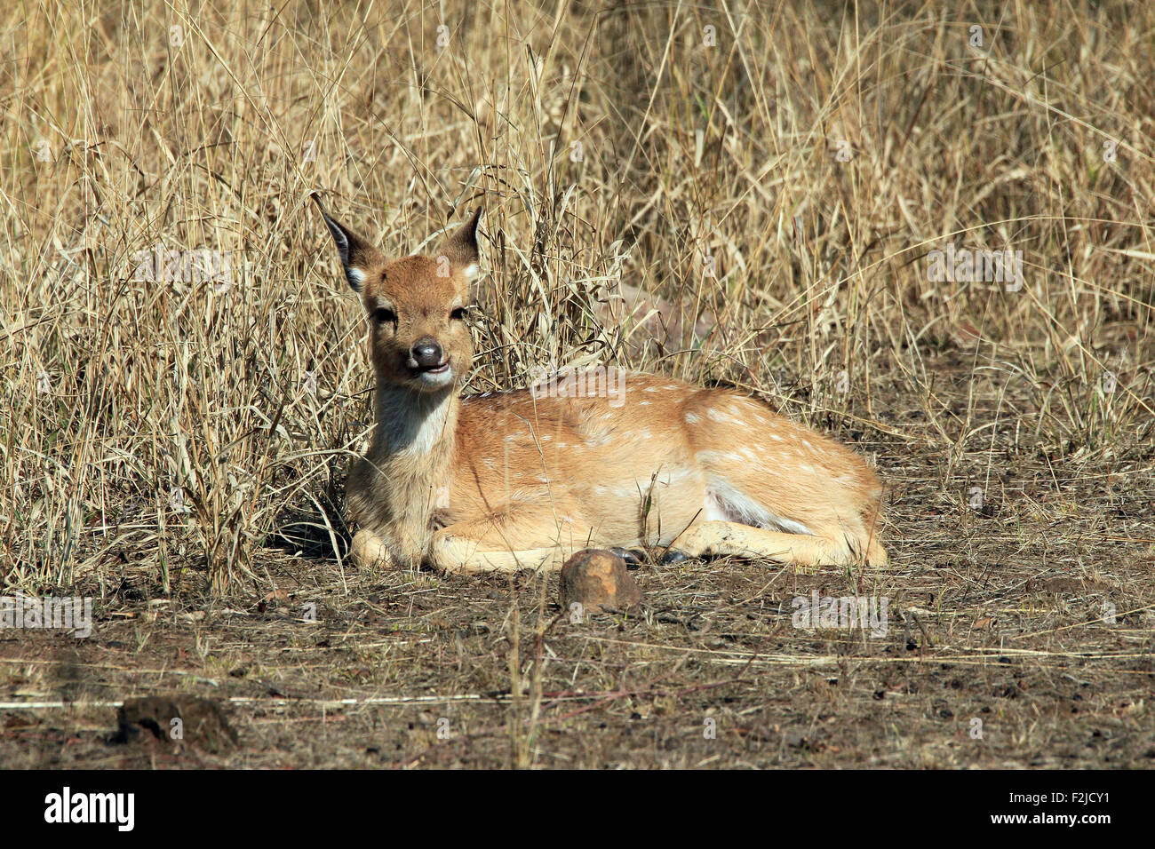 Giovani Chital (Asse Asse, aka Spotted caprioli, cervi asse) di appoggio al suolo. Ranthambhore, Rajasthan, India Foto Stock