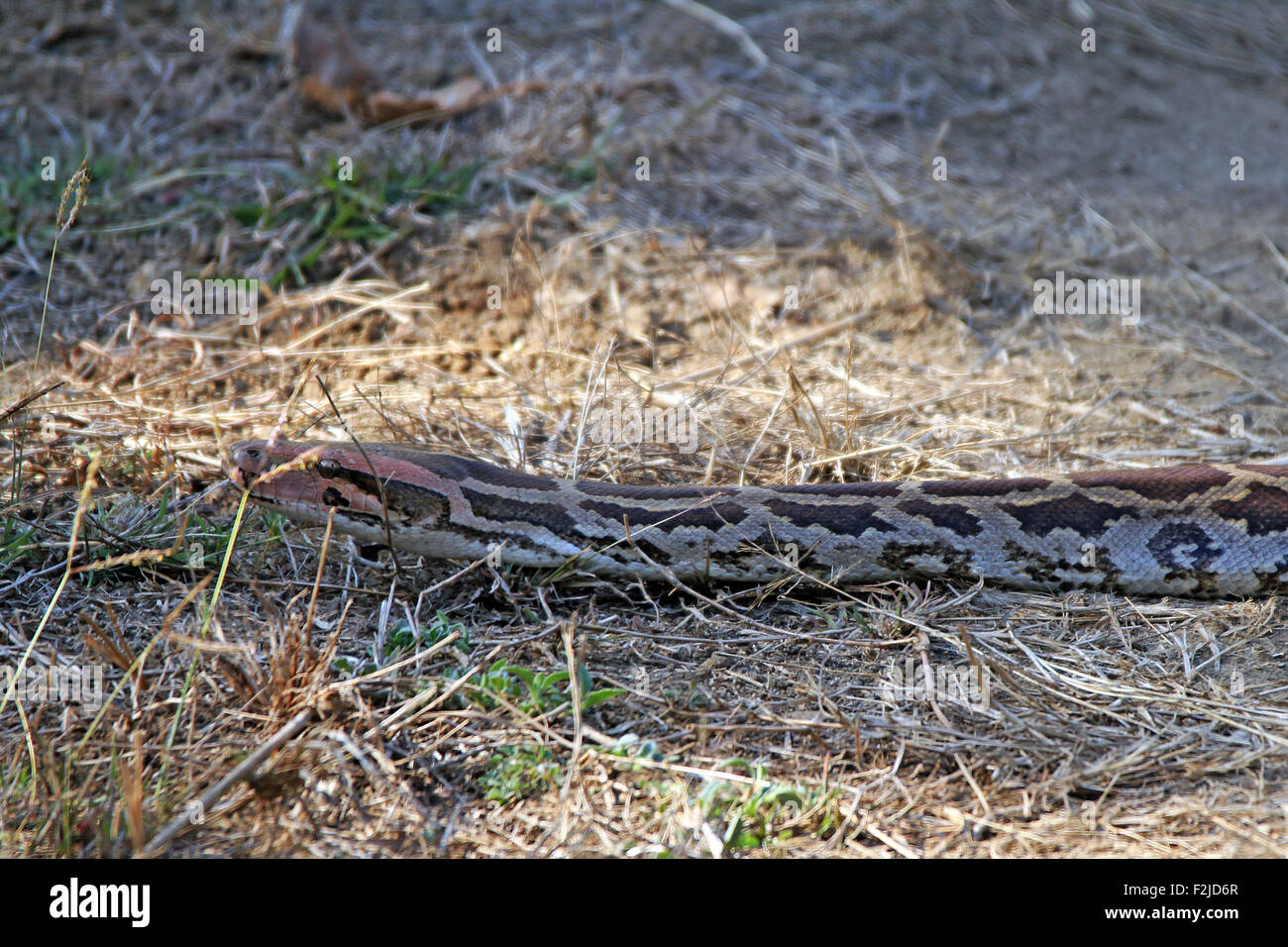 Indian Rock (Python Python molurus, aka Python indiano, Rock Python, nero-tailed Python) attraversando una strada sterrata. Nazionale di Kanha Pa Foto Stock