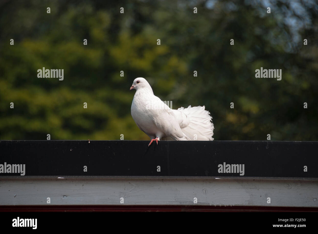 Un ventilatore bianco-tailed pigeon in Centreville parte di Toronto's Islands Foto Stock