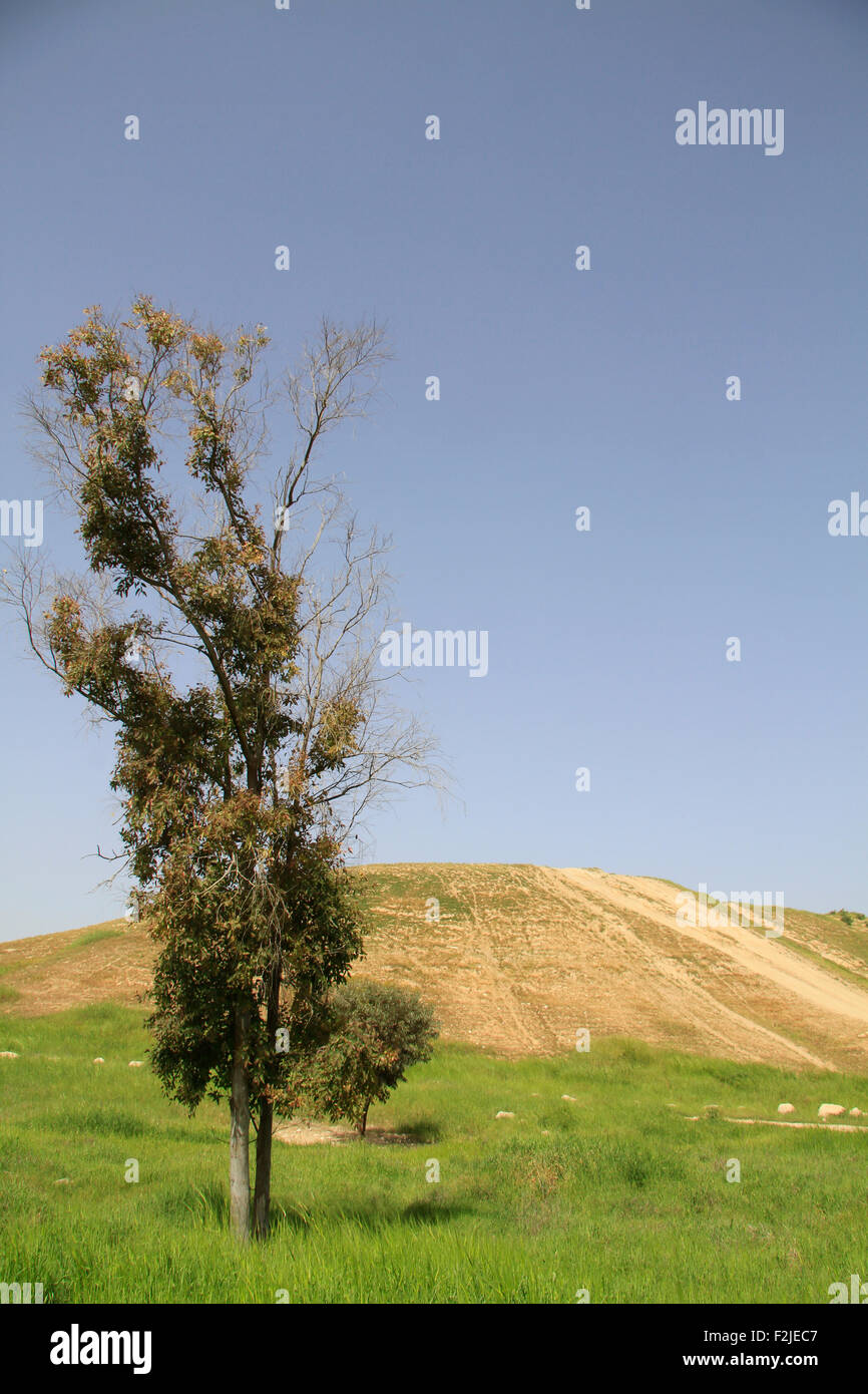 Israele, Tel Gamma nel nord del Negev, sito della città cananea Yurzah Foto Stock