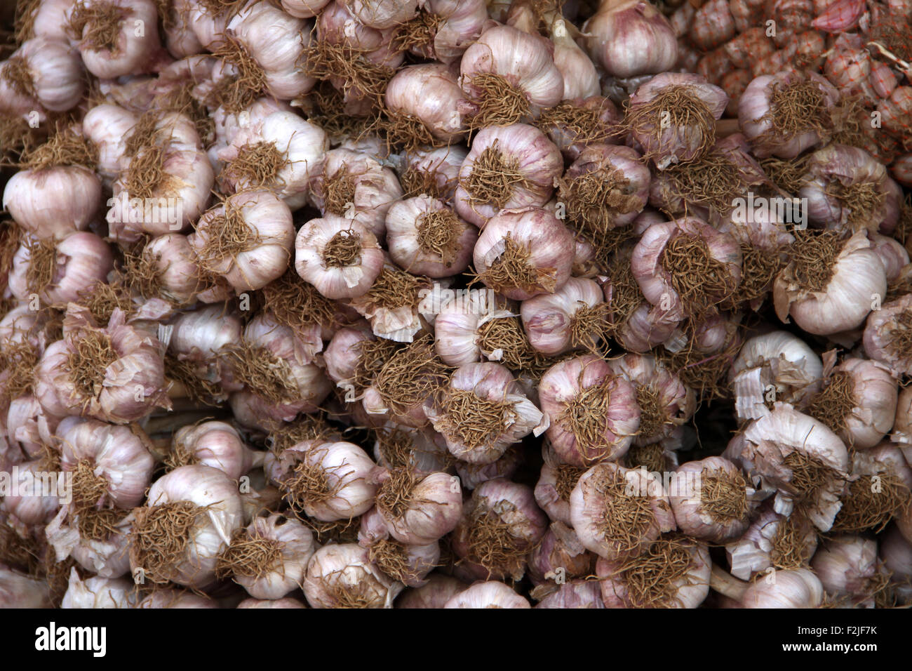 Allium sativum, comunemente noto come l'aglio è una specie del genere di cipolla, Allium. Foto Stock