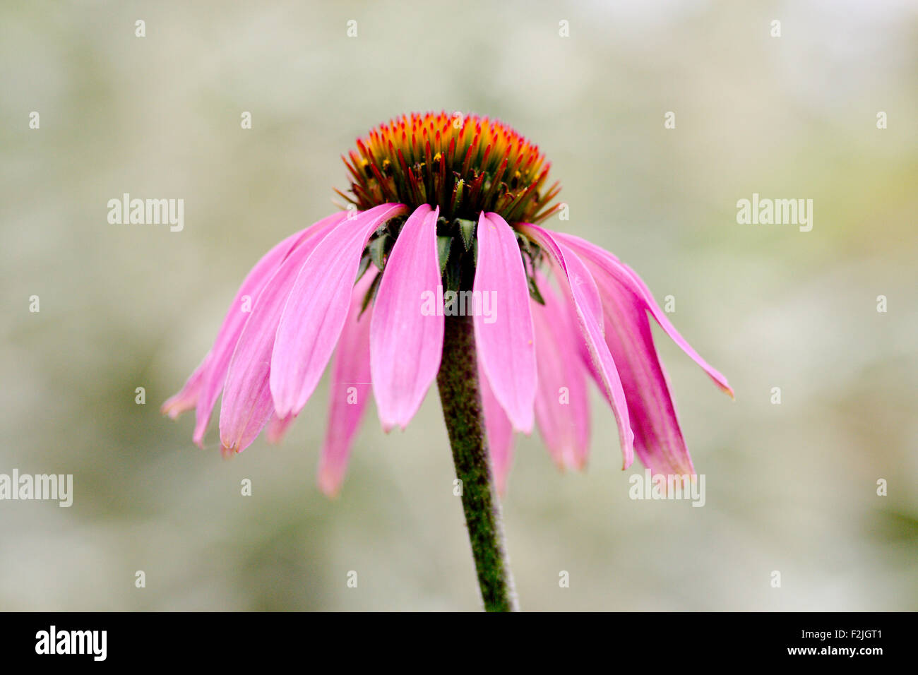 Solitario, singolare, viola chiaro coneflower, Echinacea pallida, close-up contro un pallido sfondo sfocato Foto Stock