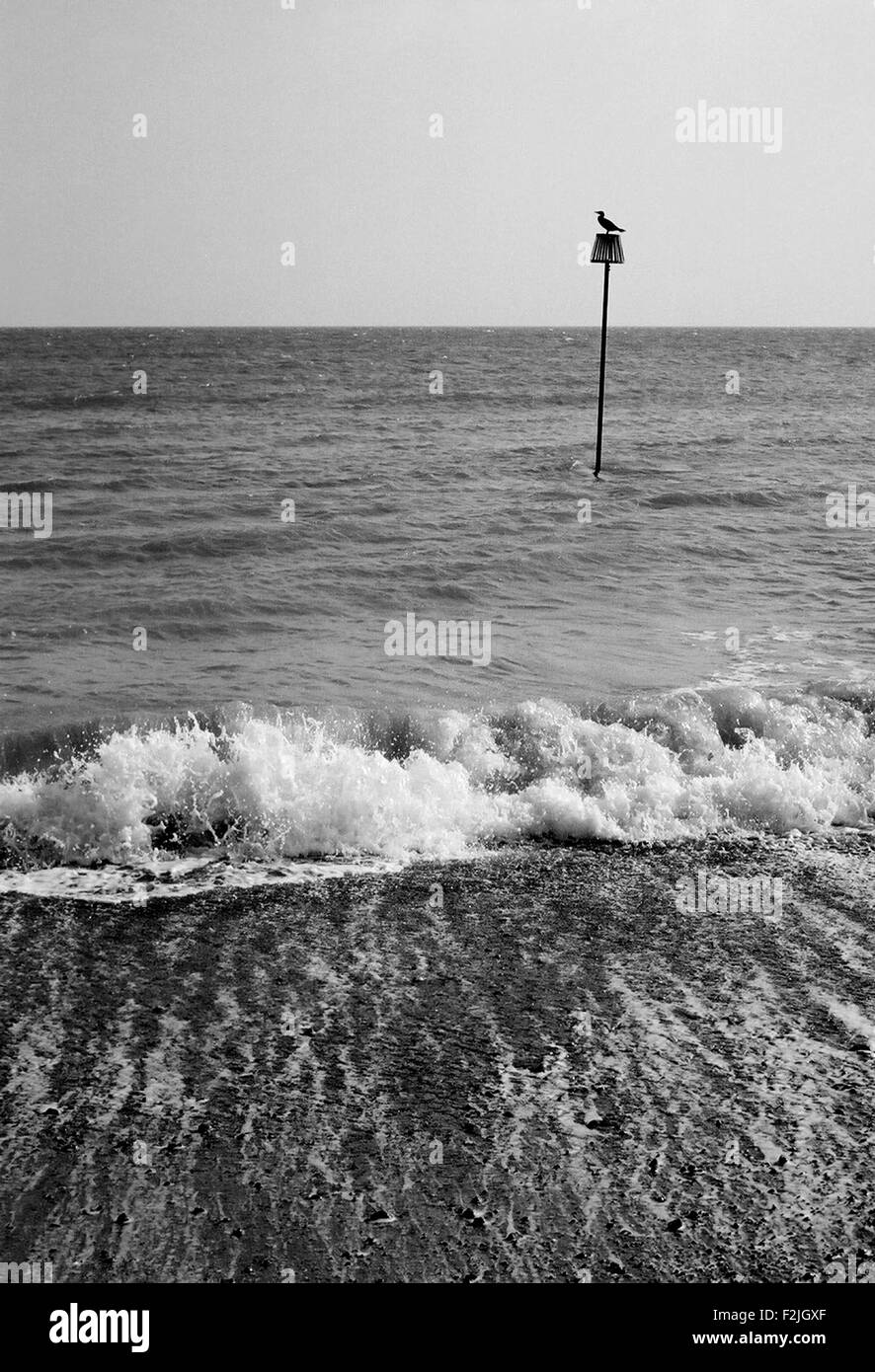 AJAXNETPHOTO - Worthing, Inghilterra. - Attesa per il ebb - un cormorano si siede in cima ad un palo di marcatore fuori dalla spiaggia. Foto:JONATHAN EASTLAND/AJAX REF:Z61803 23 Foto Stock