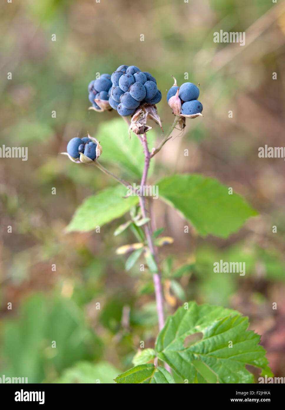 Bacche di blackberry su un autunno Foto Stock