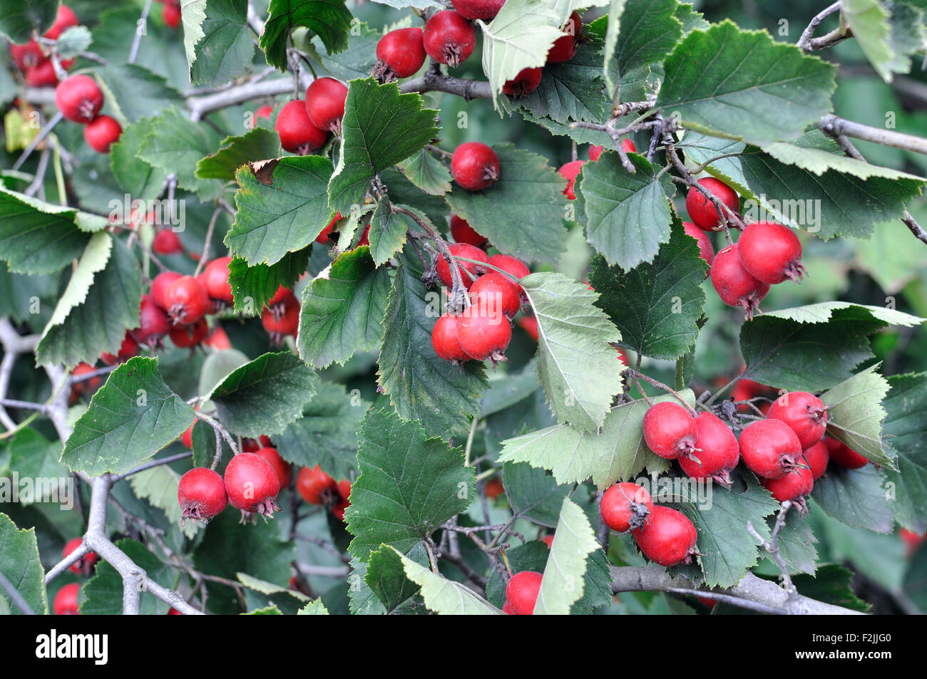 Close-up di ripe biancospino Foto Stock