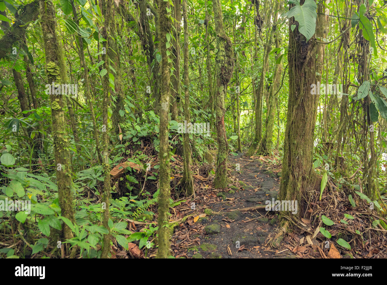 Una fitta vegetazione di foresta pluviale del Costa Rica Foto Stock