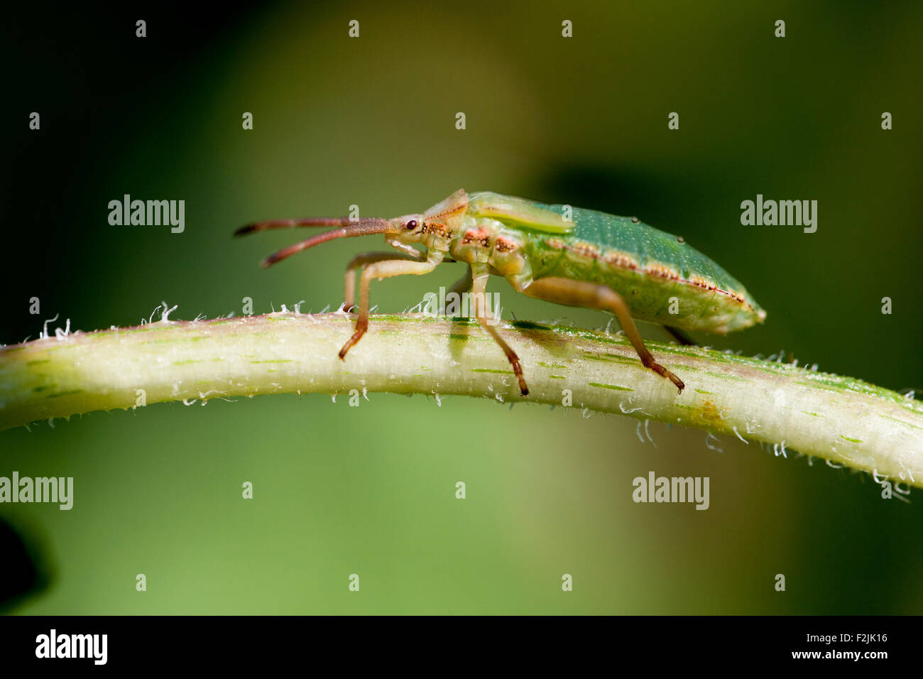 Green Stink Bug o soldato verde Bug (Chinavia hilaris) - North Carolina Arboretum - Asheville, North Carolina, STATI UNITI D'AMERICA Foto Stock