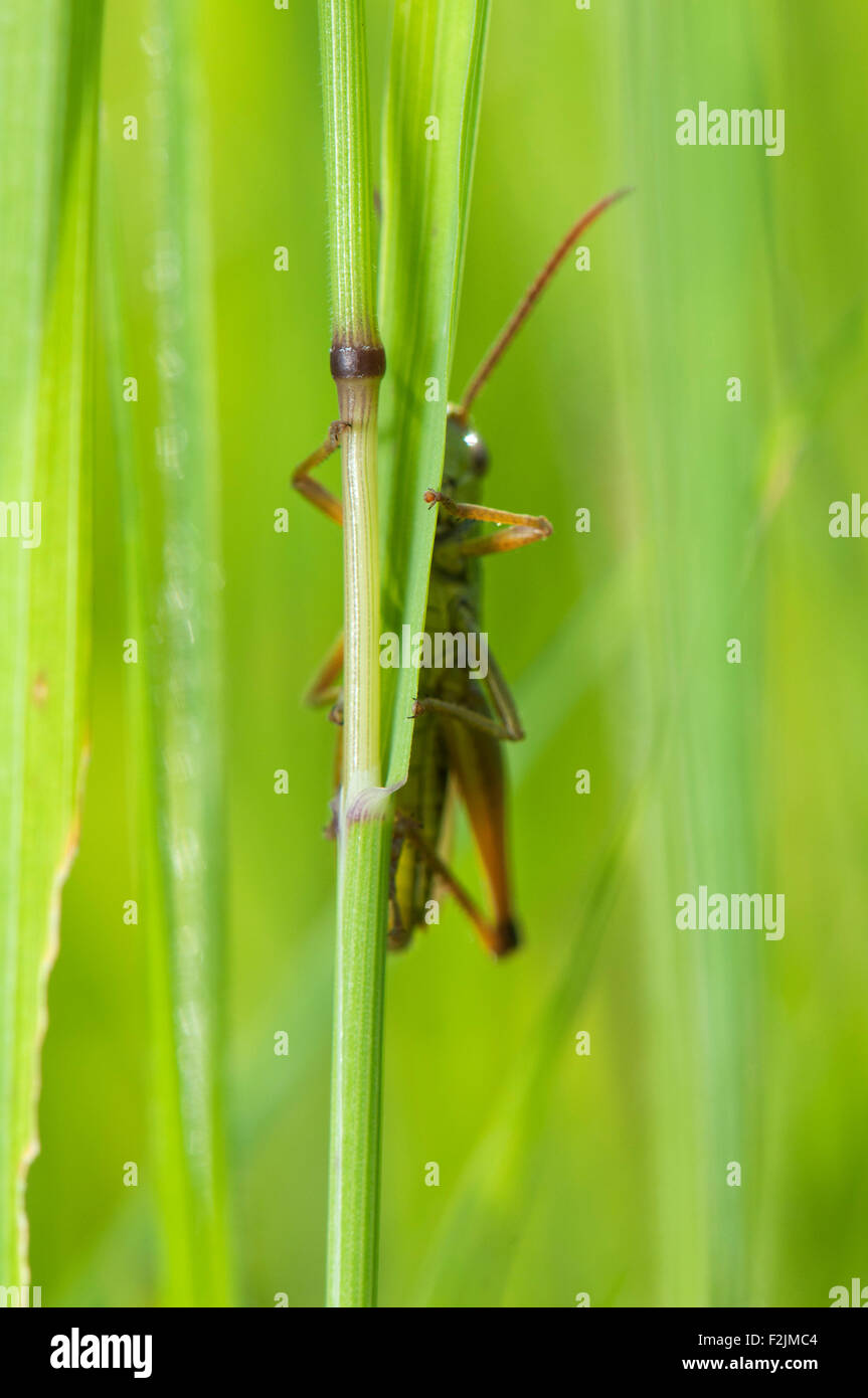 Prato Grasshopper (Chorthippus parallelus) su gras Germania Europa Foto Stock