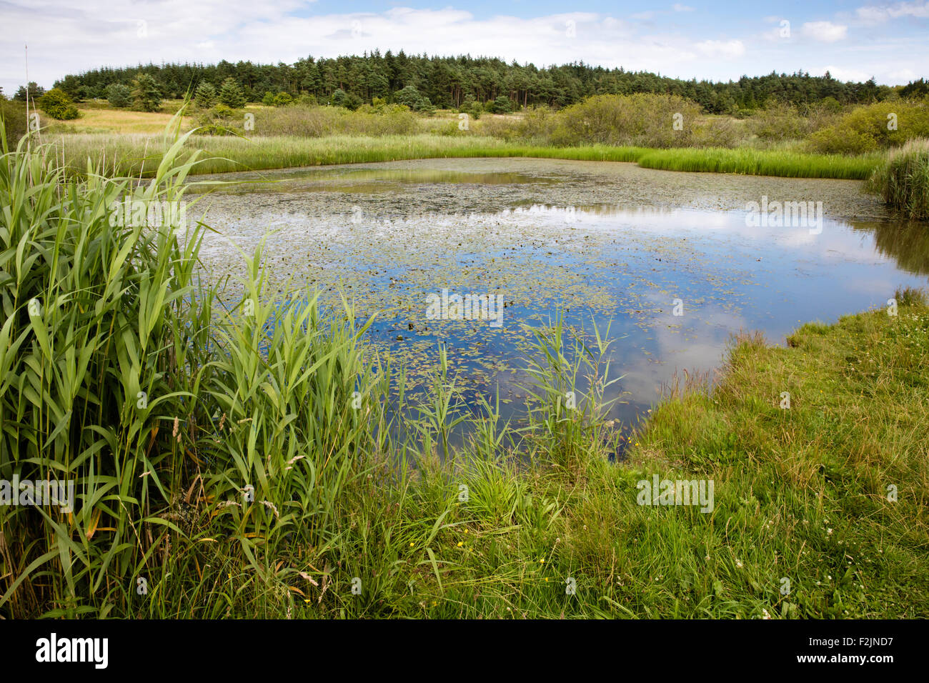 Il lago a Priddy Mineries - una riserva naturale sul sito della vecchia miniera di piombo lavorazioni in Mendip Hills Somerset REGNO UNITO Foto Stock