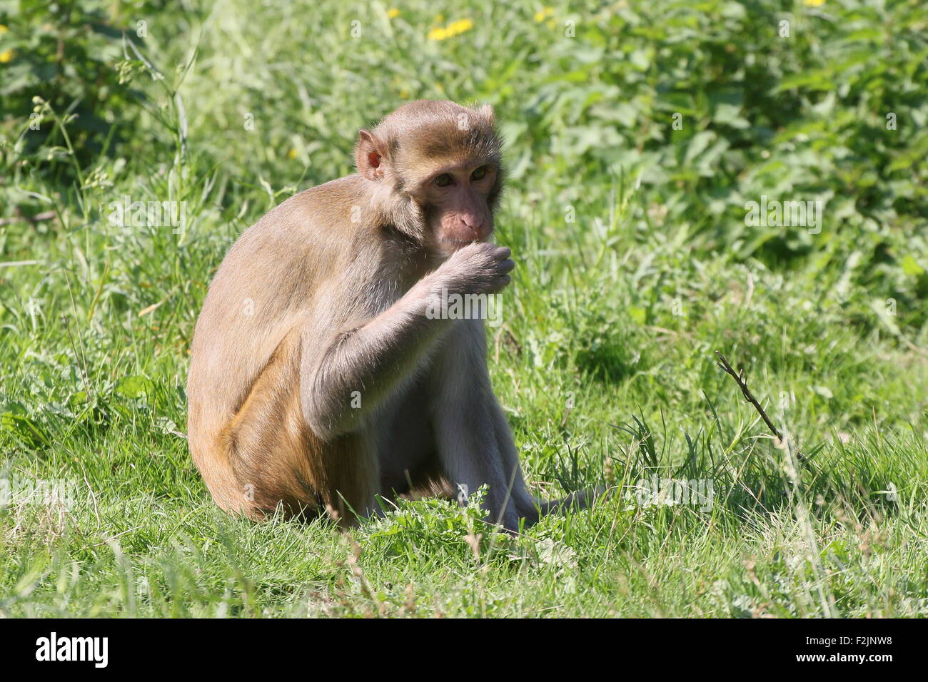 Asia meridionale macaco Rhesus (macaca mulatta) alimentazione Foto Stock