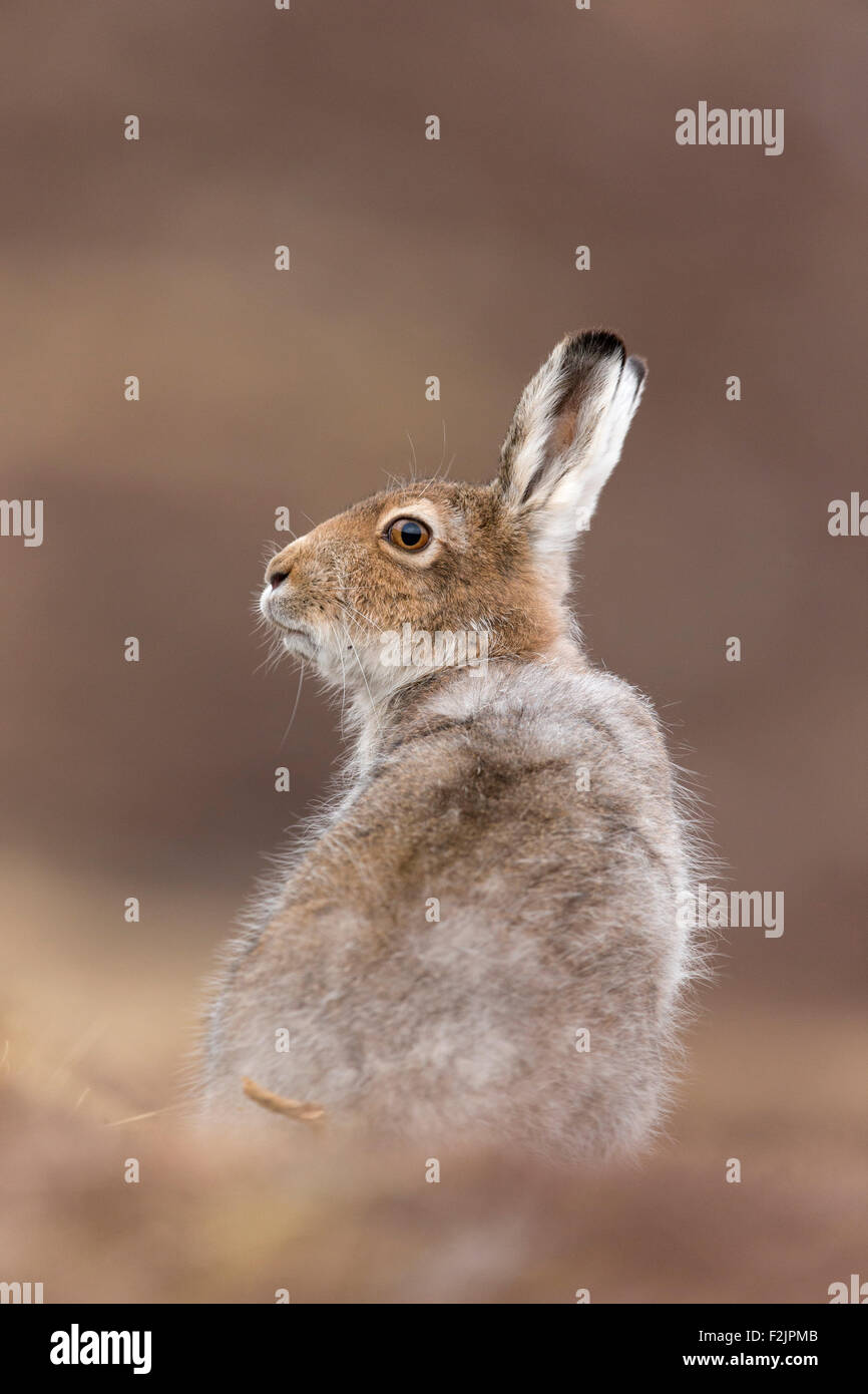Mountain lepre (Lepus timidus) adulto nella primavera del cappotto seduta sulla brughiera Foto Stock