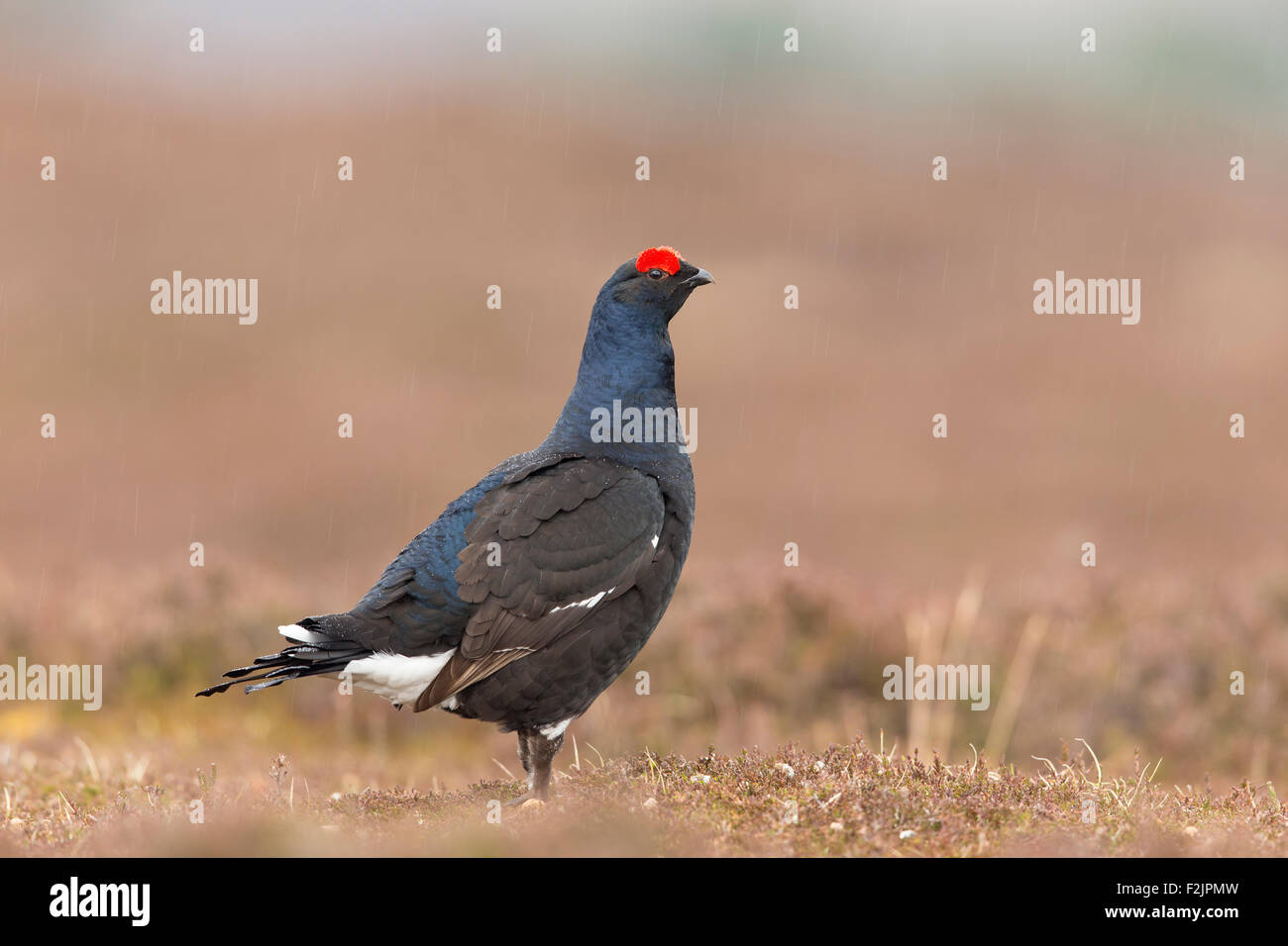 Forcelli (Tetrao tetrix) maschio adulto permanente sulla brughiera in Rain Foto Stock