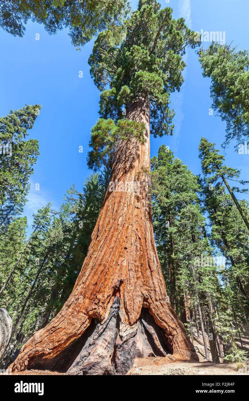 Sequoia gigante in Sequoia National Park, California, Stati Uniti d'America. Foto Stock