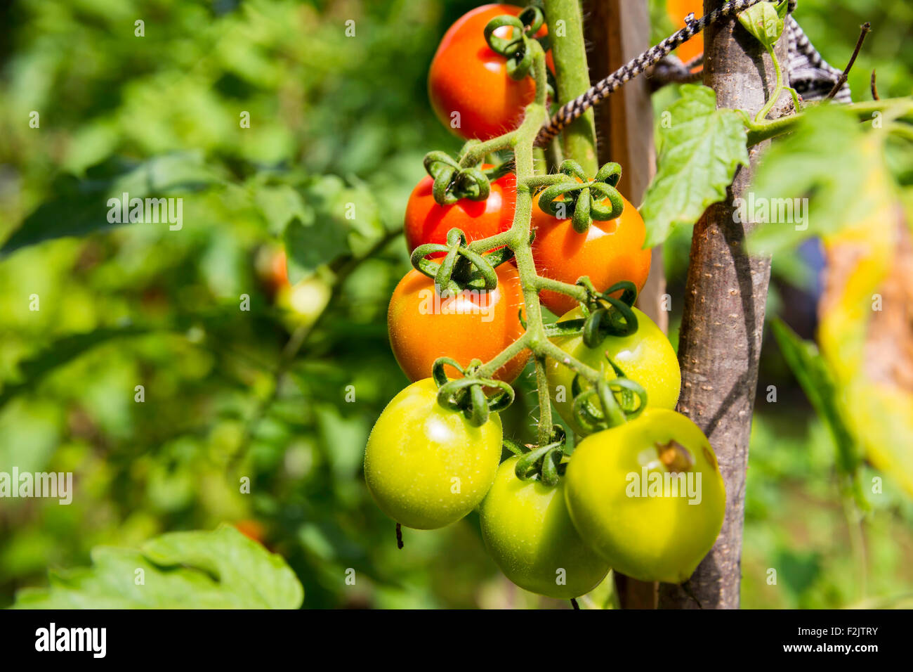 Mazzetto di verde e rosso organic allegra pianta di pomodoro con gocce di pioggia su una pianta con foglie di colore verde intorno Foto Stock