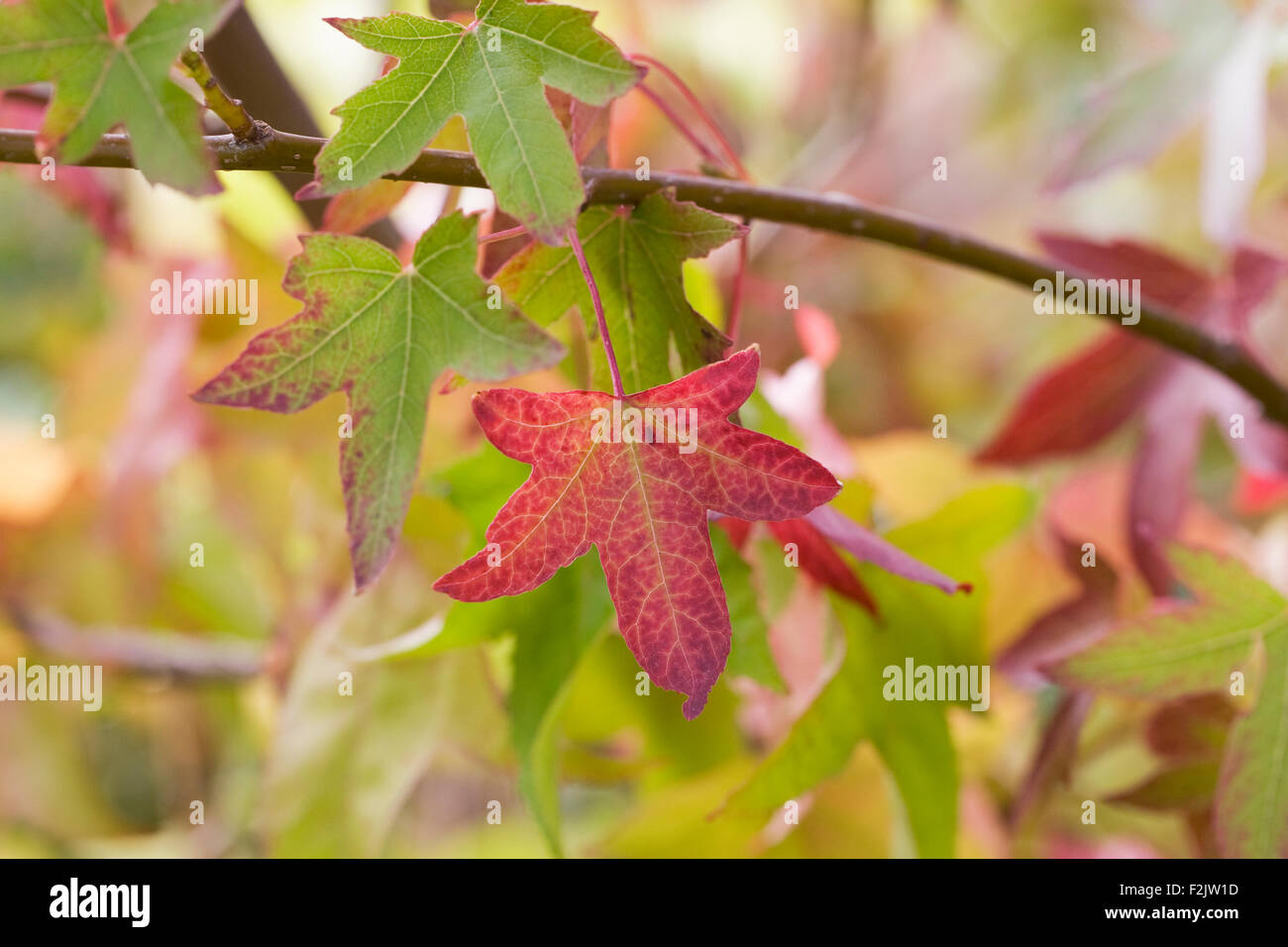 Liquidambar 'Worplesdon' le foglie in autunno. Foto Stock