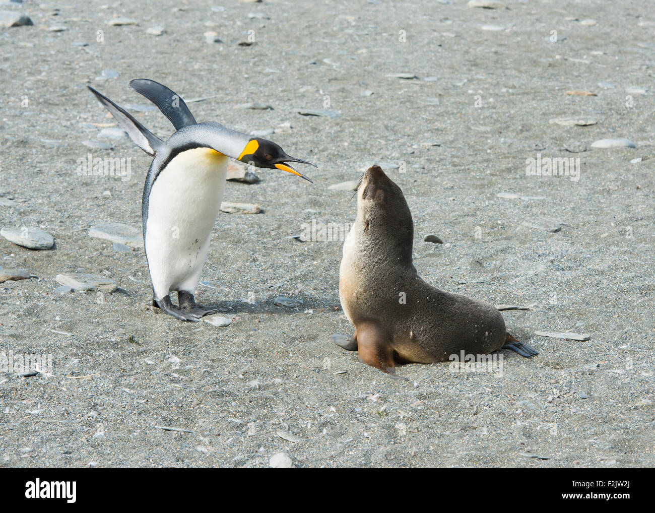 Pinguino reale giocano con pelliccia sigillo, Georgia del Sud Foto Stock