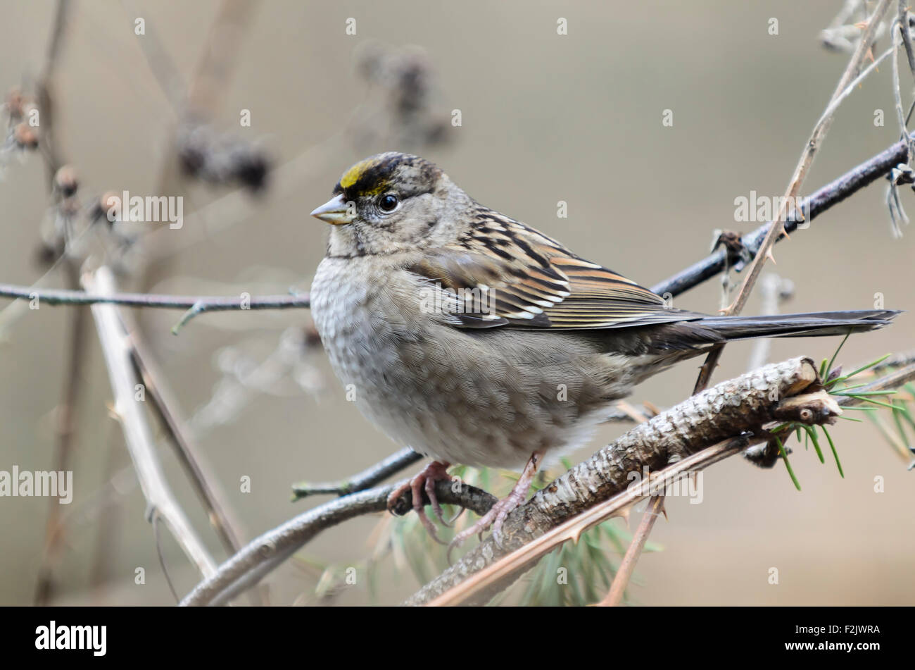 Golden-Crowned sparrow, Zonotrichia atricapilla, George C. Reifel uccello migratore Santuario, Delta, British Columbia, Canada Foto Stock