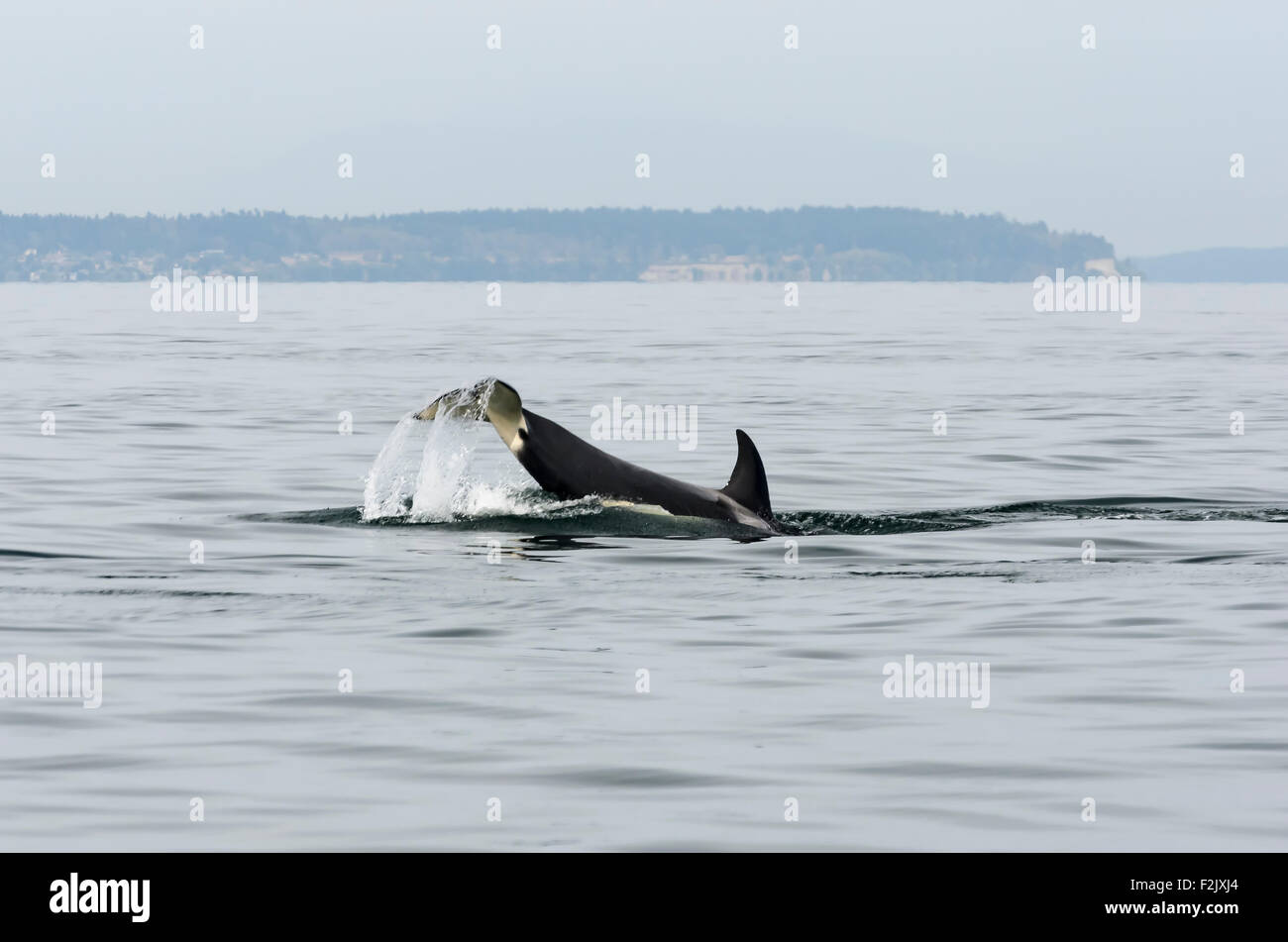 Residente meridionale Killer Whale, Orcinus orca, British Columbia, Canada, Pacific Foto Stock