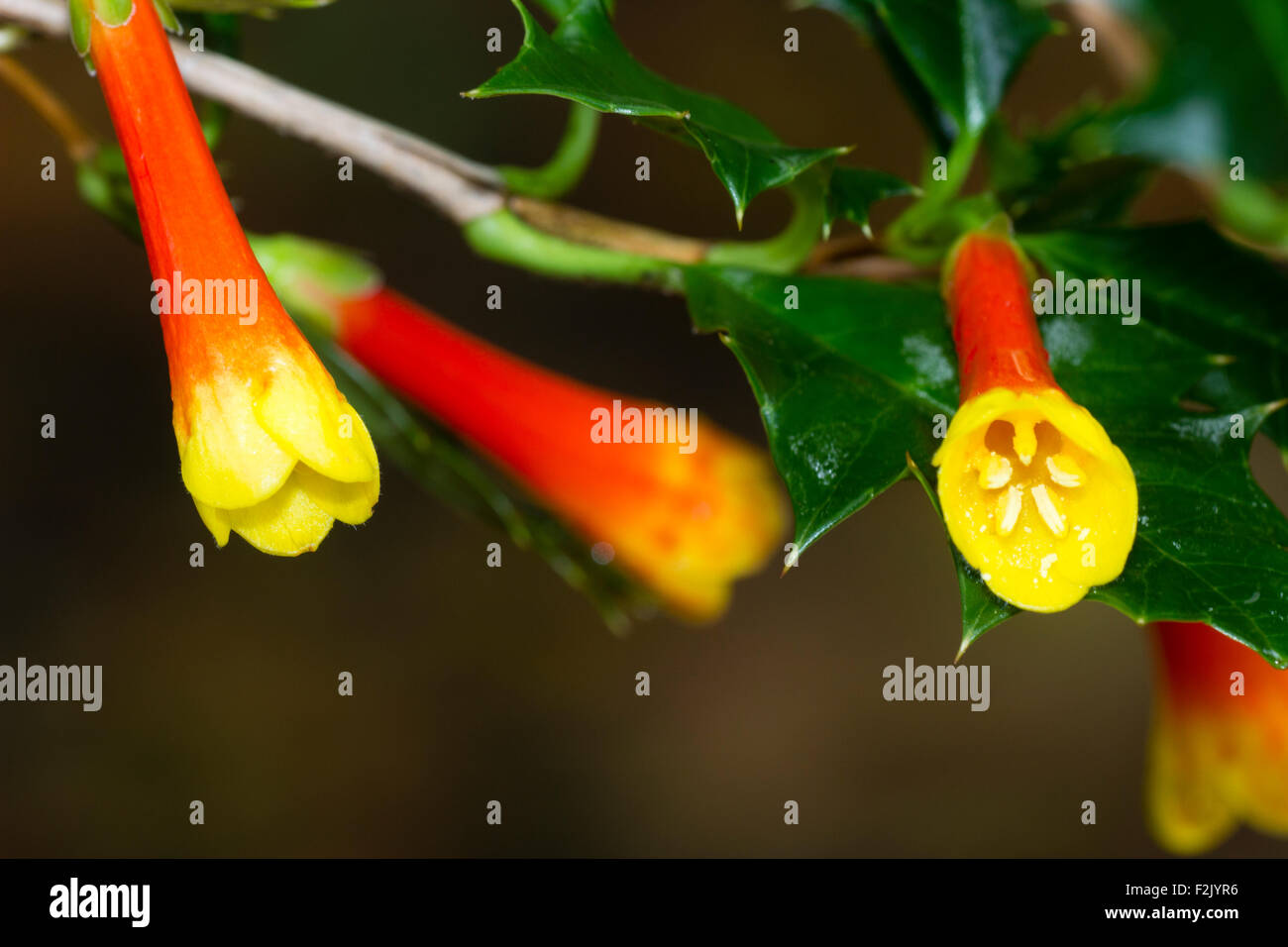Settembre fiori della spinosa lasciava sempreverde arbusto cileno, Desfontainia spinosa Foto Stock