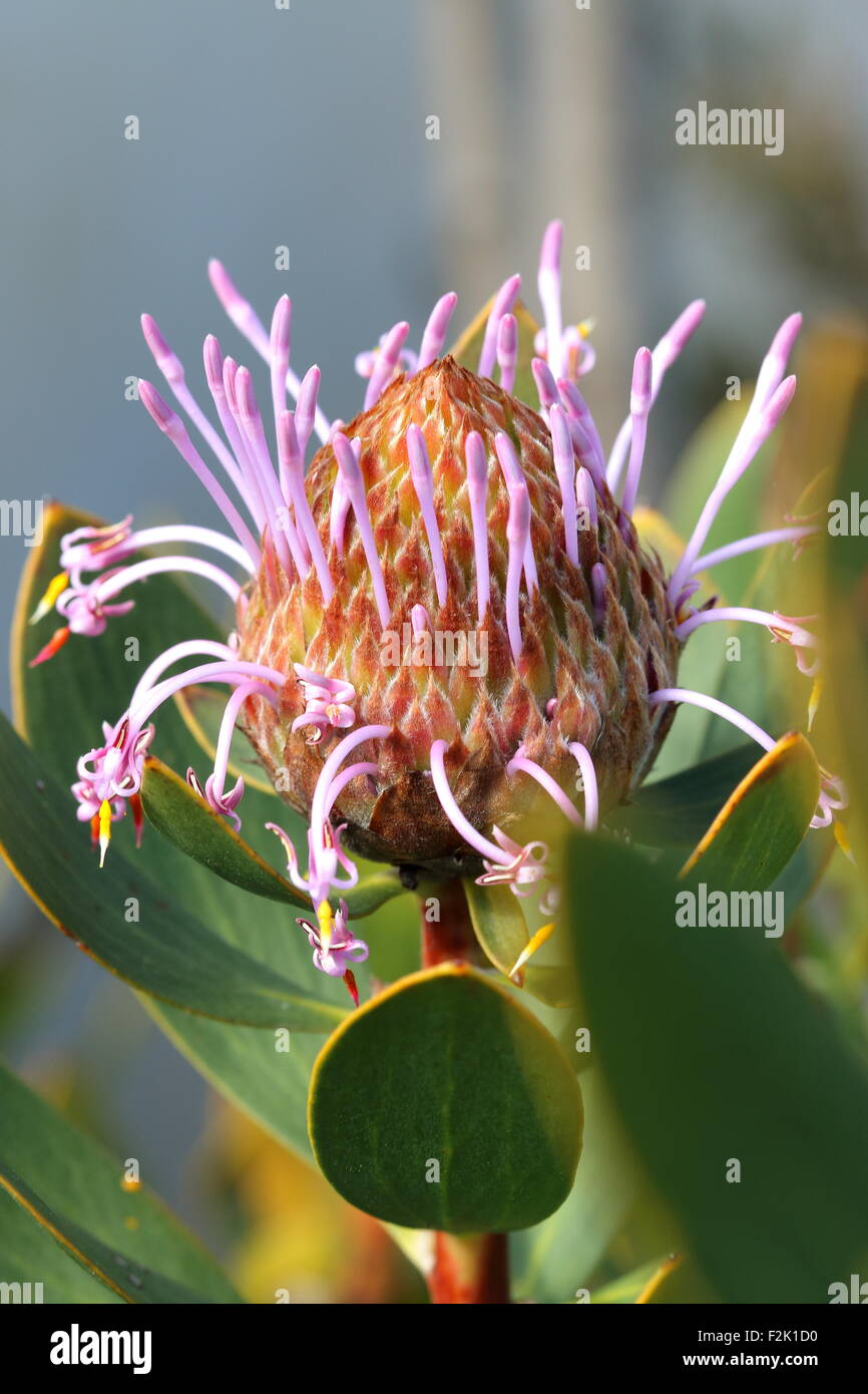 Close up Isopogon latifolius Foto Stock