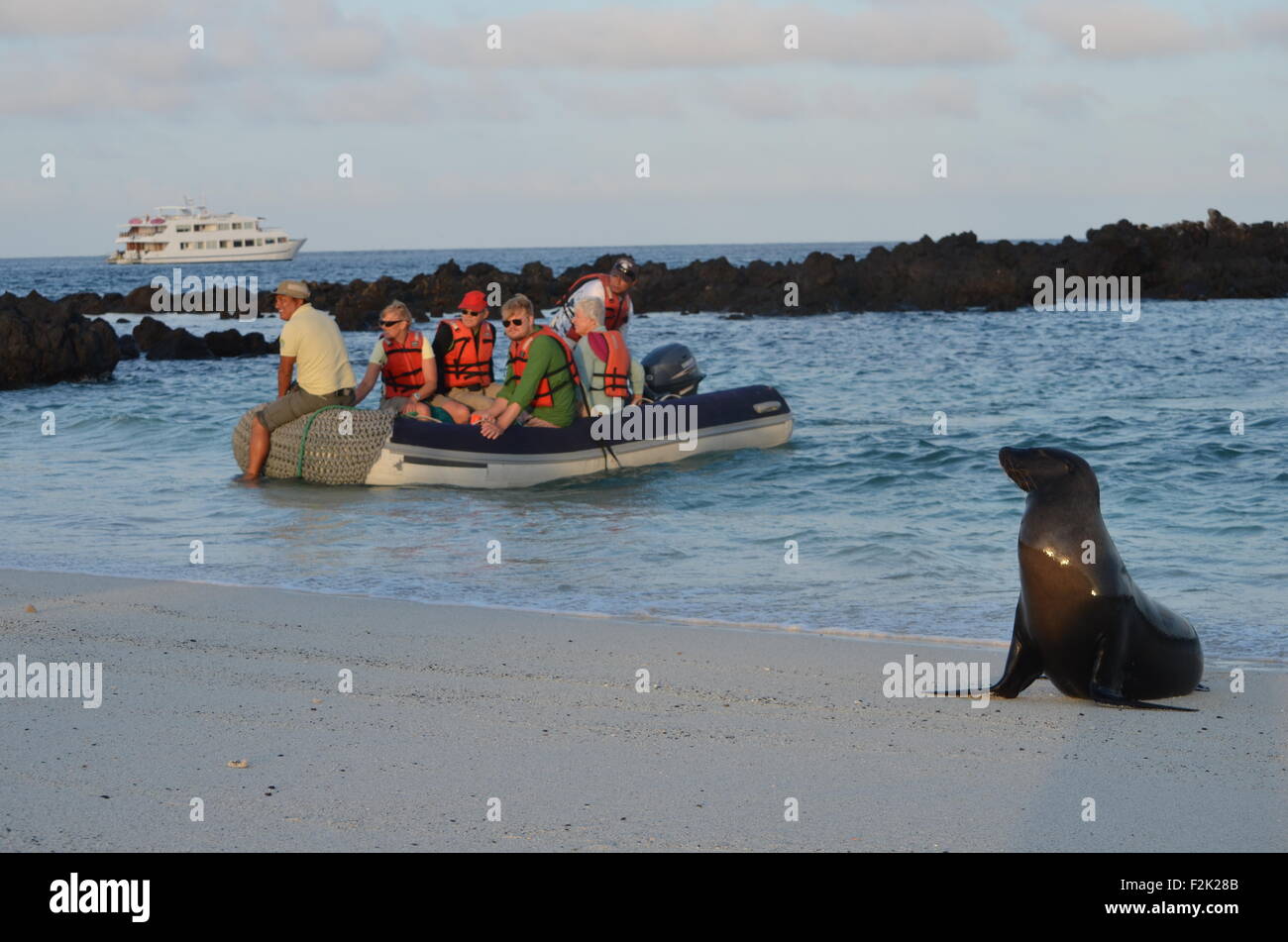 Un leone di mare saluta un gruppo di turisti sulle rive di Espanola isole Galapagos Foto Stock