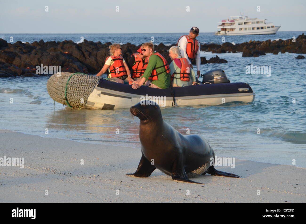 Un leone di mare saluta un gruppo di turisti sulle rive di Espanola isole Galapagos Foto Stock