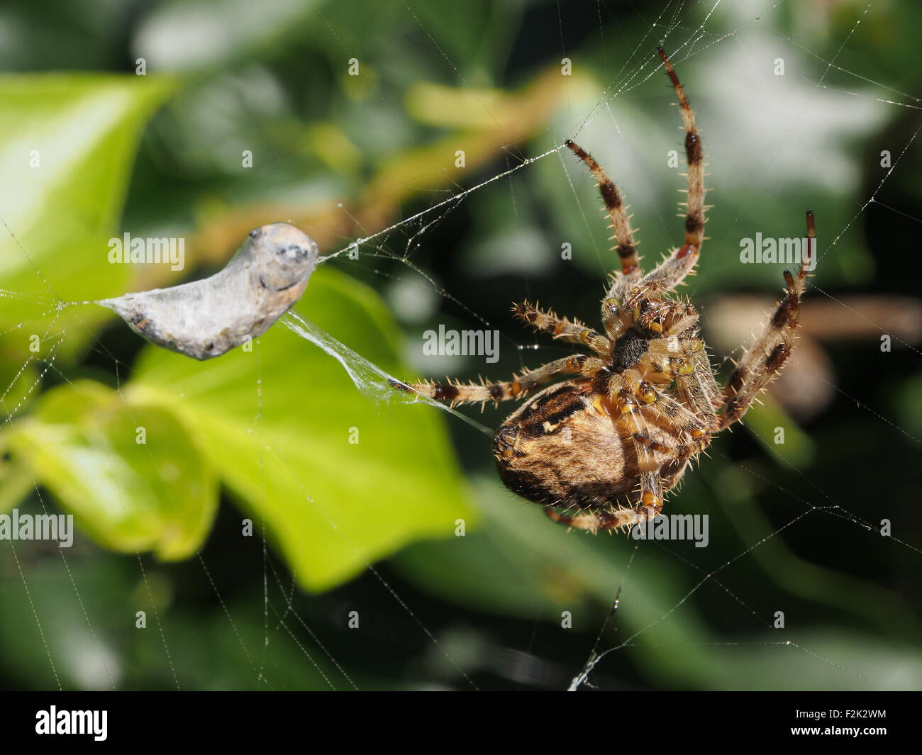 Un giardino spider (Araneus diadematus) avvolge un hoverfly in seta Foto Stock