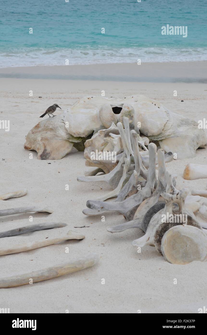 Lo scheletro di una balena sulla spiaggia di Baia Gardner, Isla Española, nelle Isole Galapagos. Foto Stock