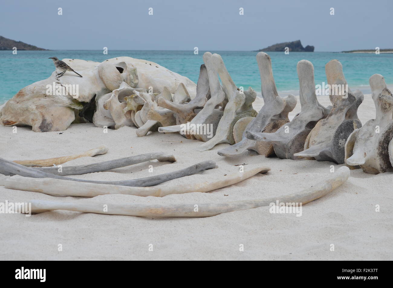 Lo scheletro di una balena sulla spiaggia di Baia Gardner, Isla Española, nelle Isole Galapagos. Foto Stock