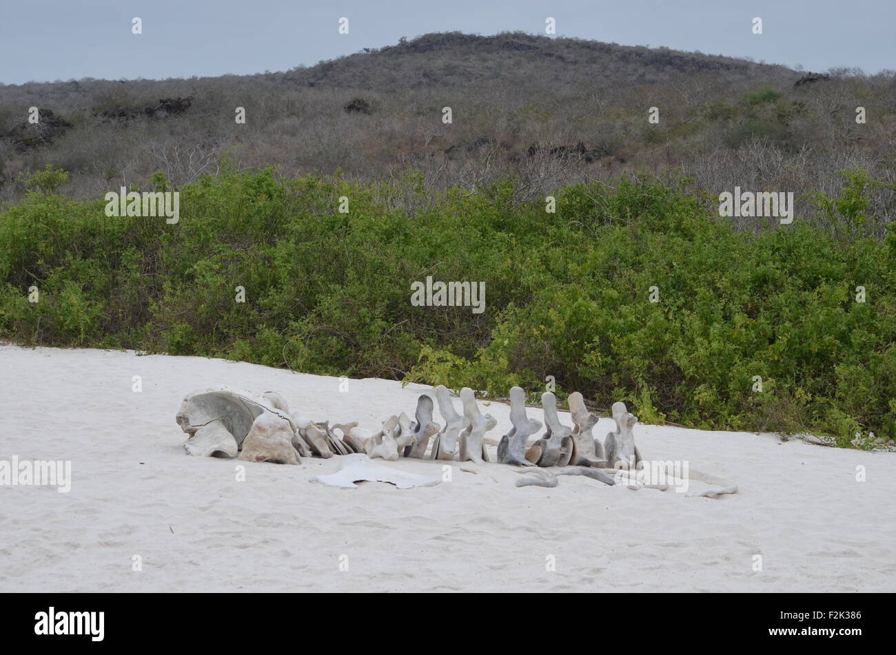 Lo scheletro di una balena sulla spiaggia di Baia Gardner, Isla Española, nelle Isole Galapagos. Foto Stock