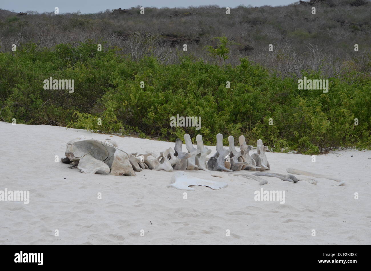 Lo scheletro di una balena sulla spiaggia di Baia Gardner, Isla Española, nelle Isole Galapagos. Foto Stock
