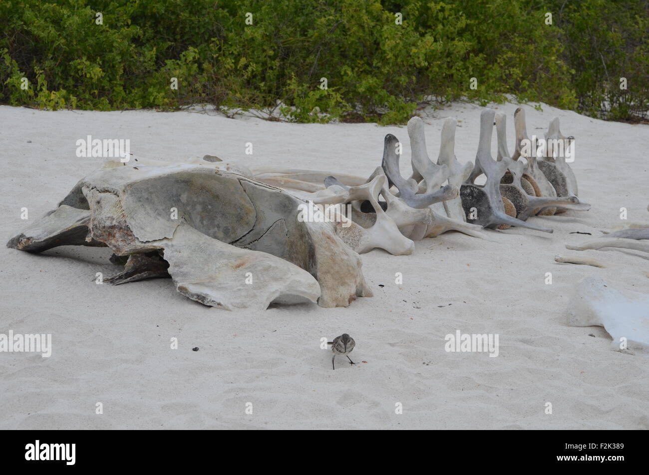 Lo scheletro di una balena sulla spiaggia di Baia Gardner, Isla Española, nelle Isole Galapagos. Foto Stock