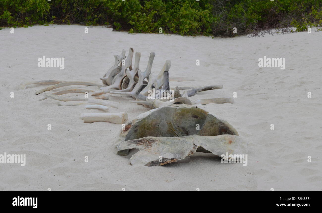 Lo scheletro di una balena sulla spiaggia di Baia Gardner, Isla Española, nelle Isole Galapagos. Foto Stock