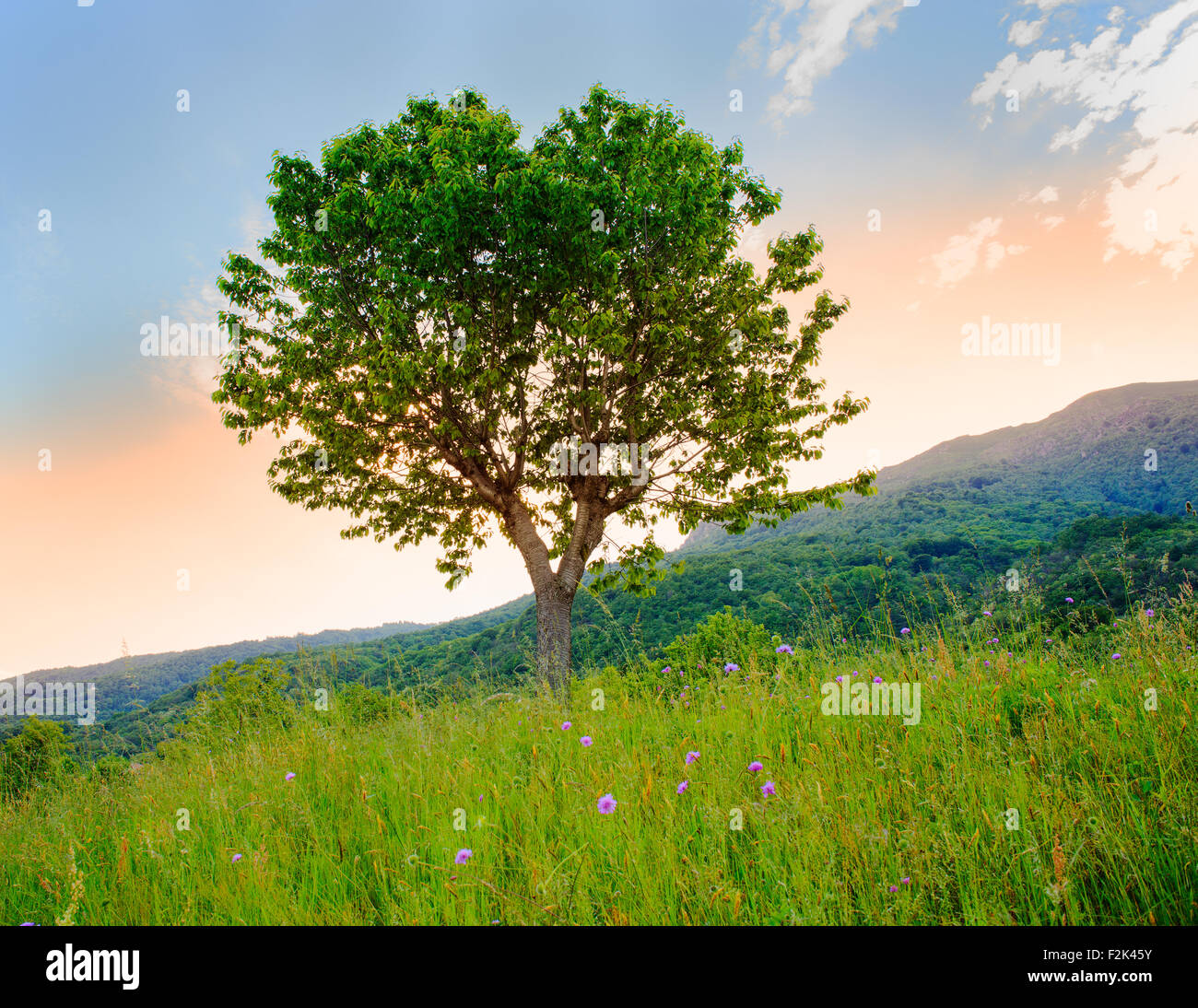 Vista di ciliegio in campagna, Arzo - Verbania, Italia Foto Stock