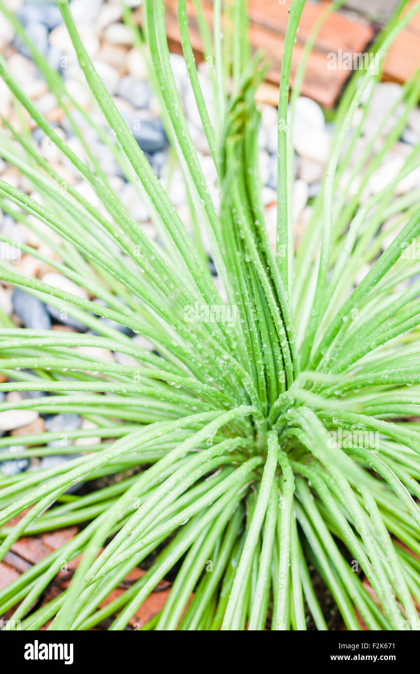 Foglie verdi con sfondo mattone, stock photo Foto Stock