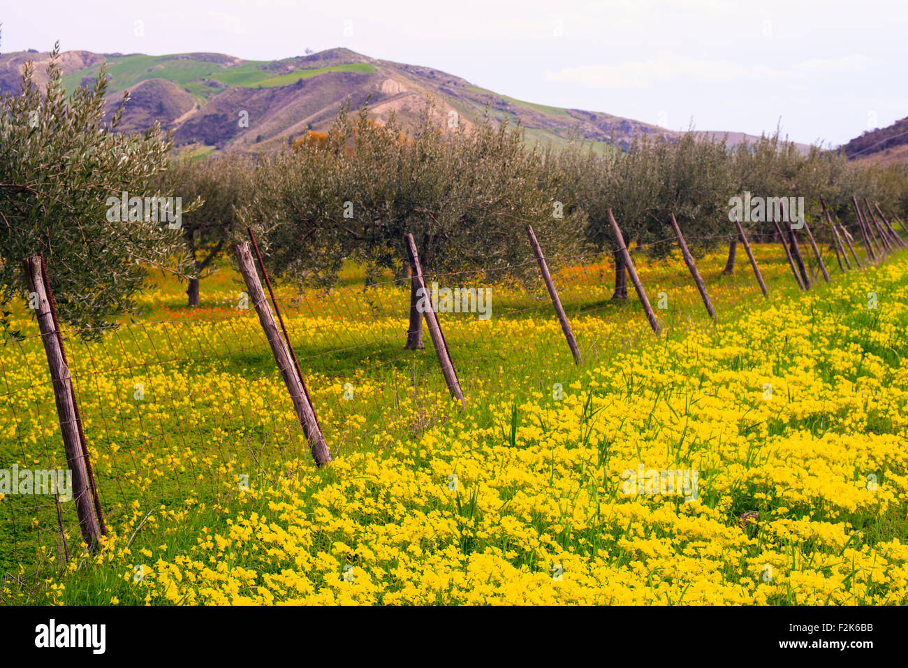 Vista della campagna siciliana nella stagione primaverile, ulivi e fiori colorati Foto Stock
