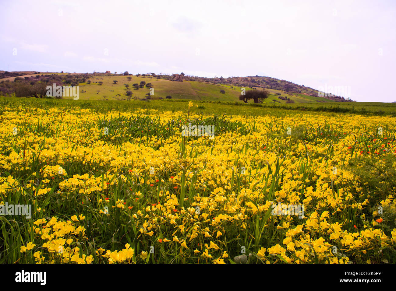 Vista del campo siciliano coperto da fiori di colore giallo Foto Stock