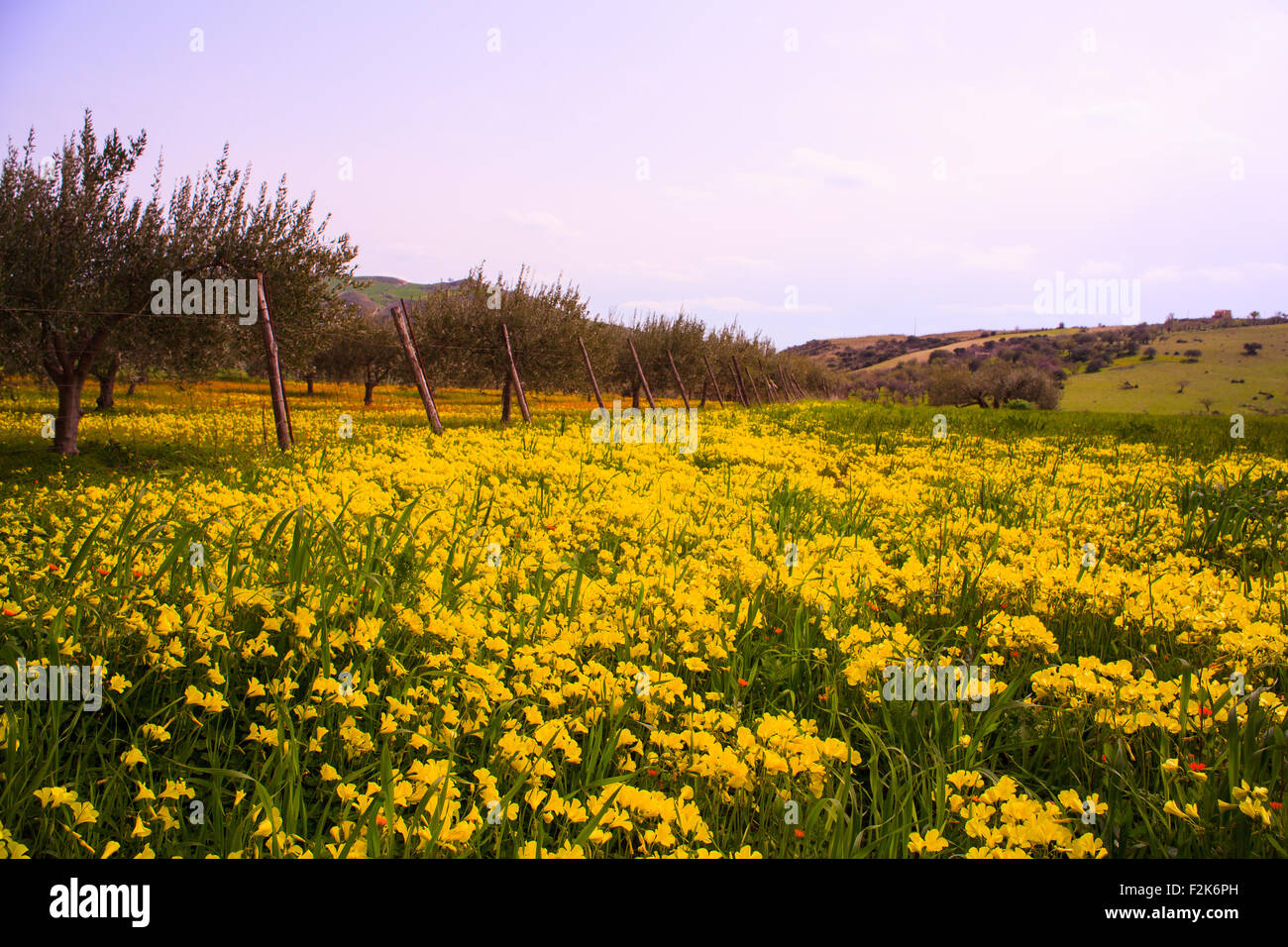 Vista del campo siciliano coperto da fiori di colore giallo Foto Stock