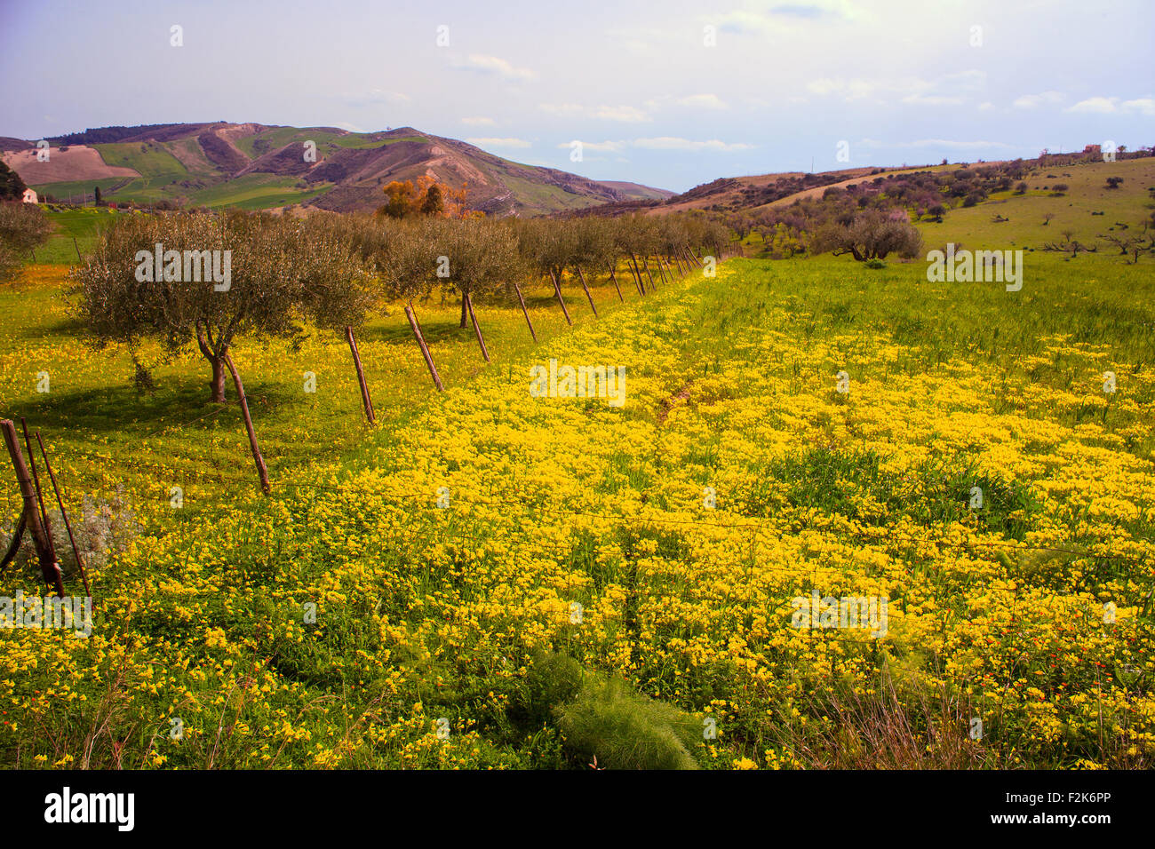 Vista del campo siciliano coperto da fiori di colore giallo Foto Stock