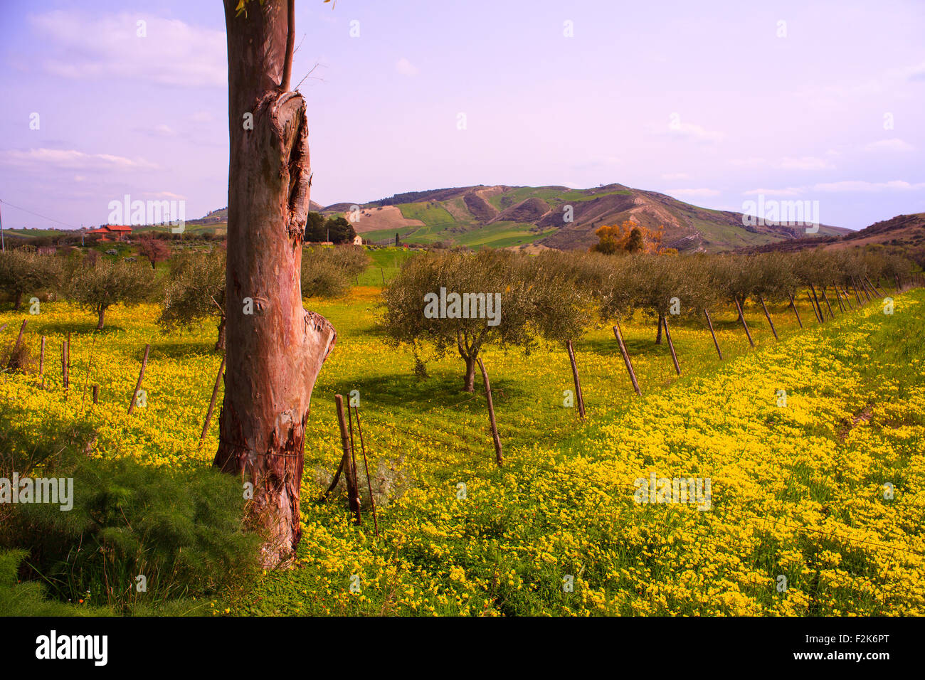 Vista del campo siciliano coperto da fiori di colore giallo Foto Stock