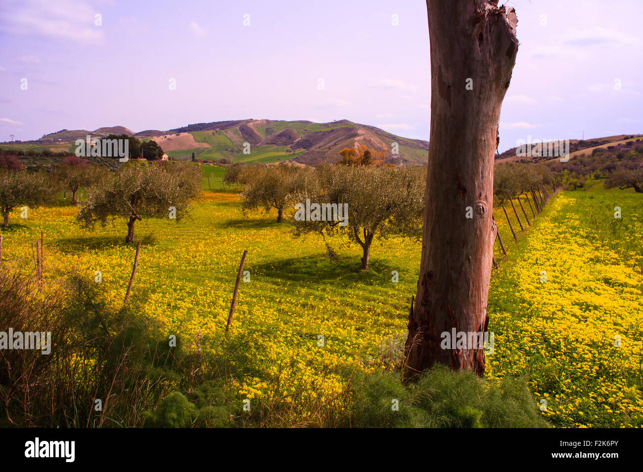 Vista del campo siciliano coperto da fiori di colore giallo Foto Stock