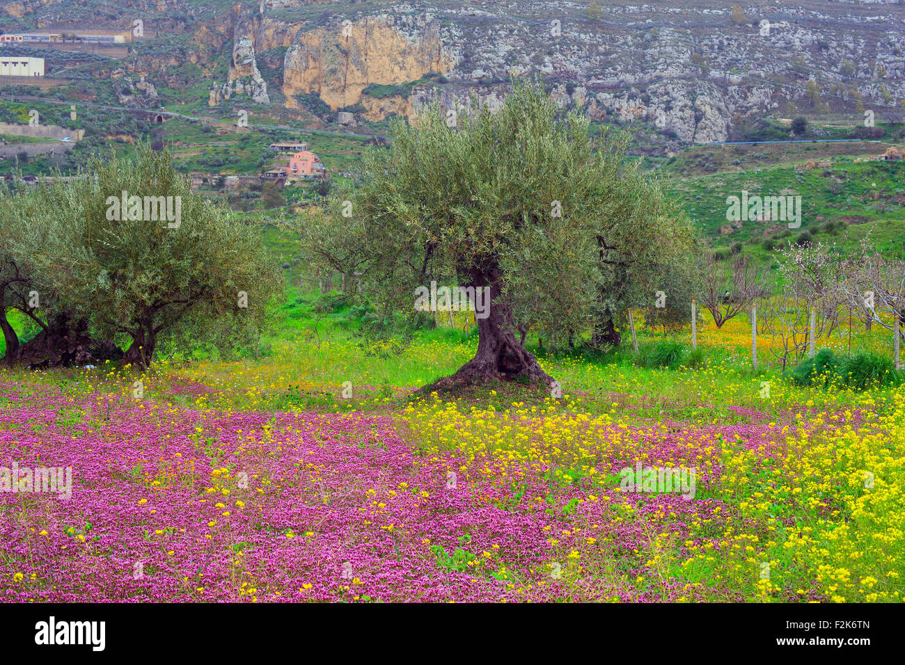 Vista della campagna siciliana nella stagione primaverile, ulivi e fiori colorati Foto Stock