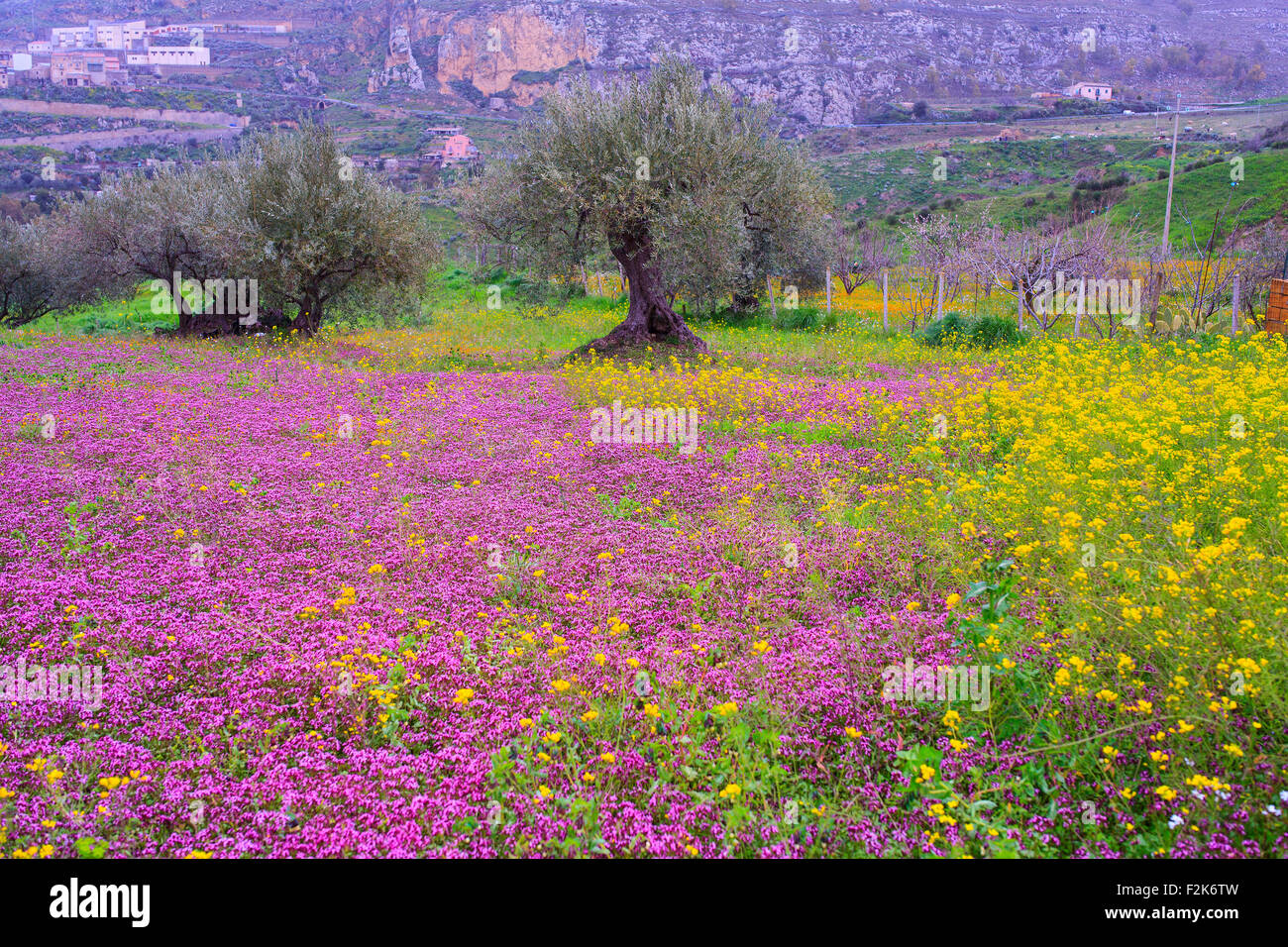 Vista della campagna siciliana nella stagione primaverile, ulivi e fiori colorati Foto Stock