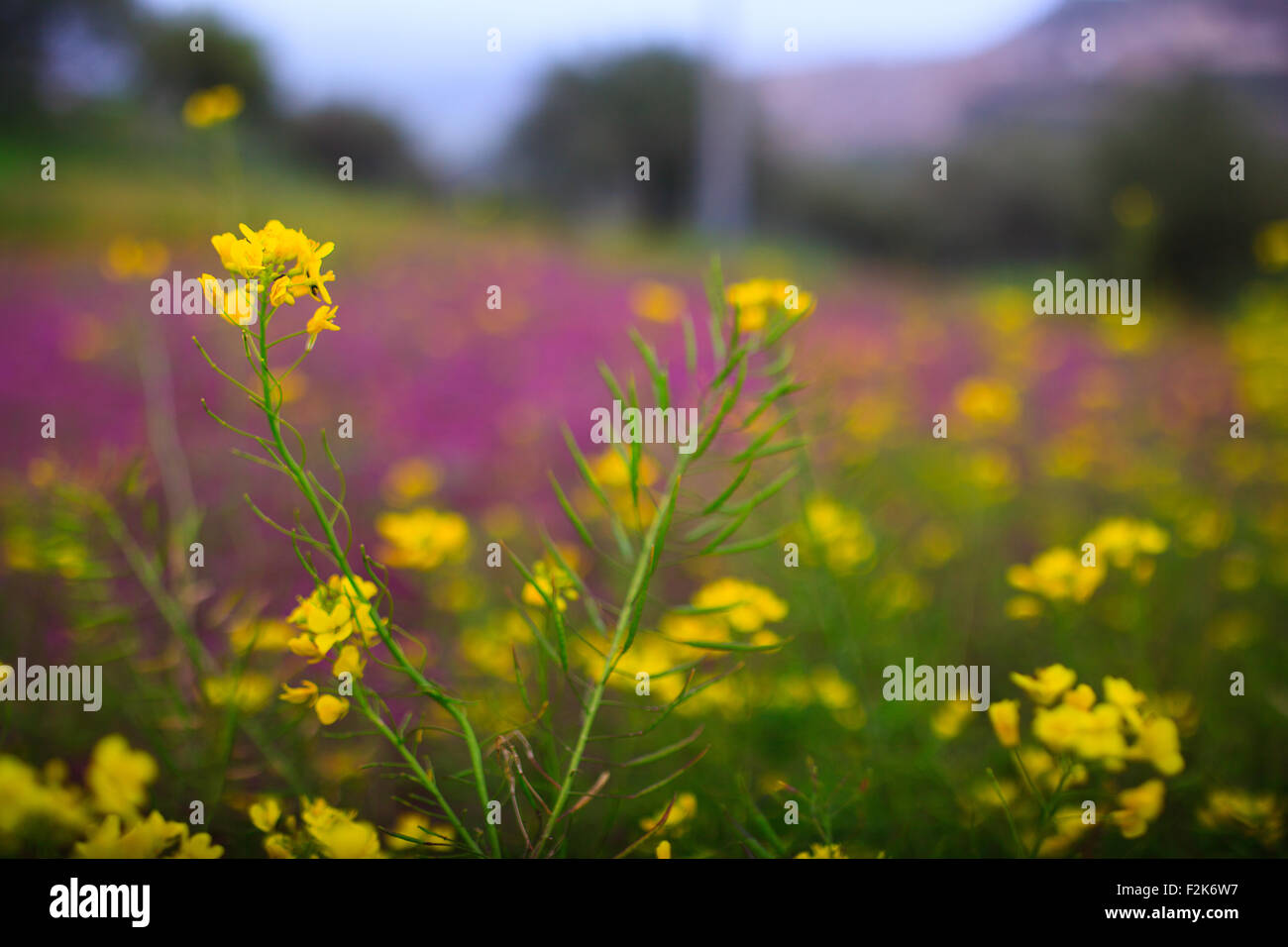 Fiori in primavera, campagna siciliana Foto Stock