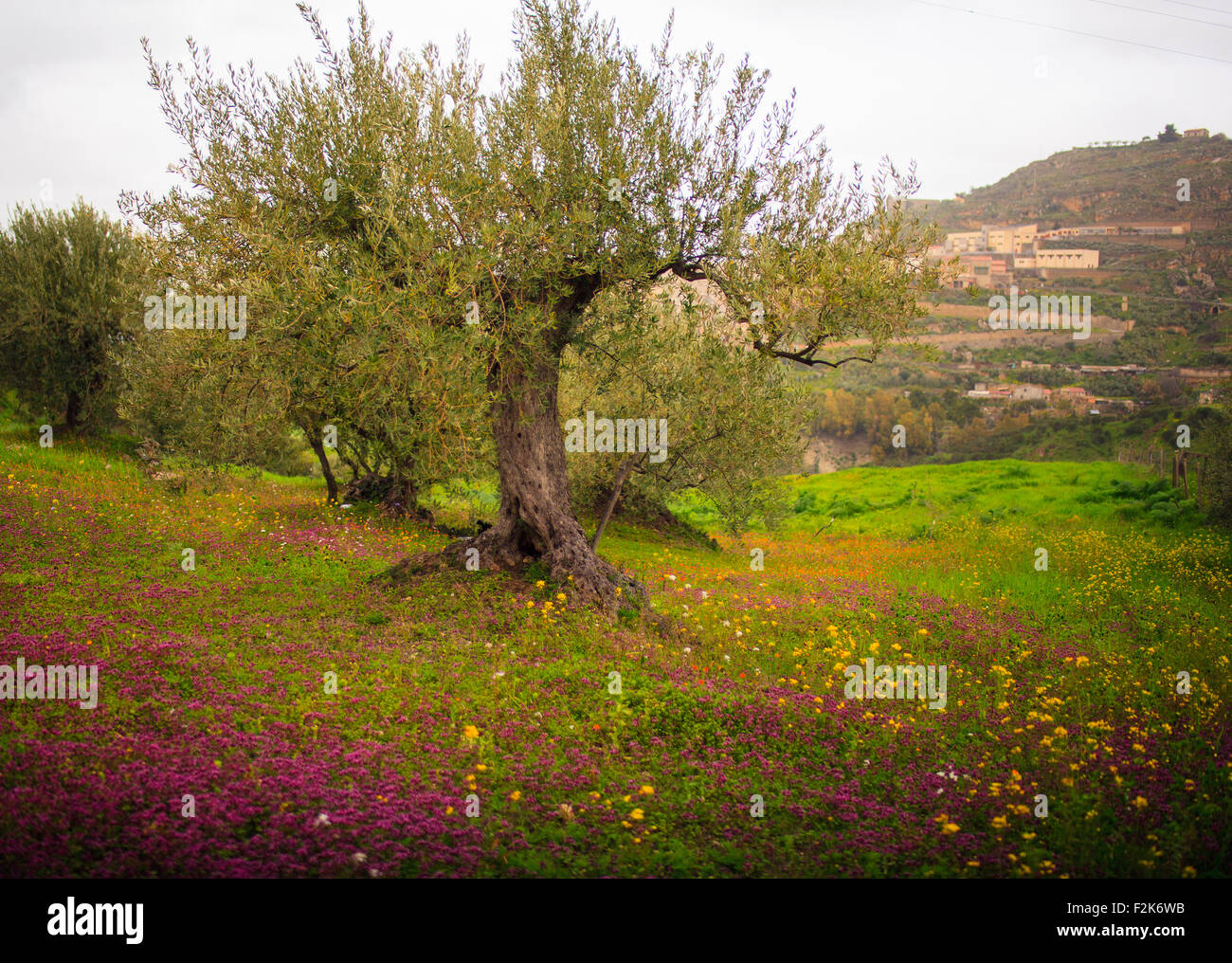 Vista della campagna siciliana nella stagione primaverile, ulivi e fiori colorati Foto Stock