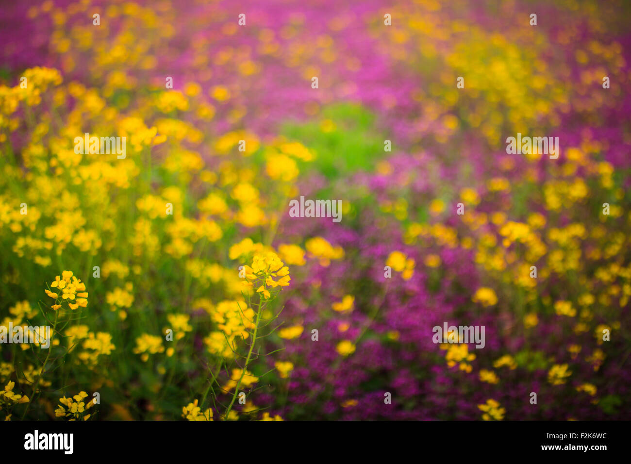 Fiori in primavera, campagna siciliana Foto Stock