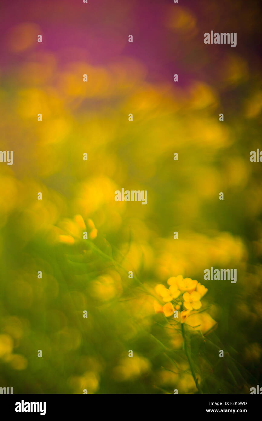 Fiori in primavera, campagna siciliana Foto Stock
